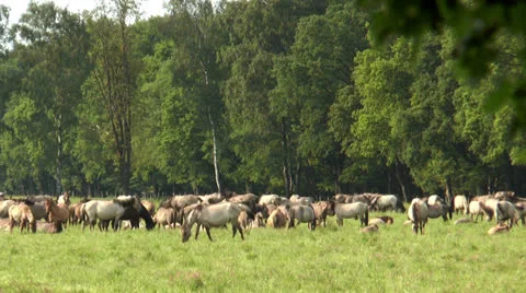Large herd of horses grazing Stock Footage