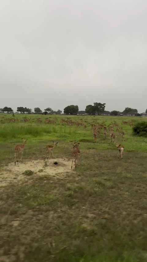 Large herd of impala antelopes grazing on green savanna field vertical Stock Footage 344476774