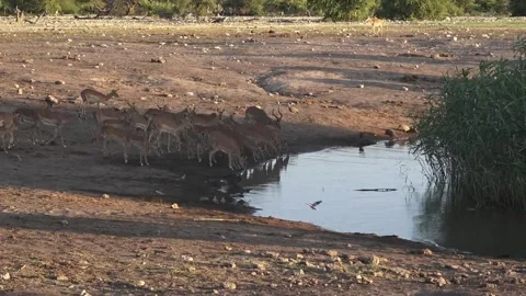 Large herd of impala approaches to drink while elephants are momentarily away Stock Footage 320790080