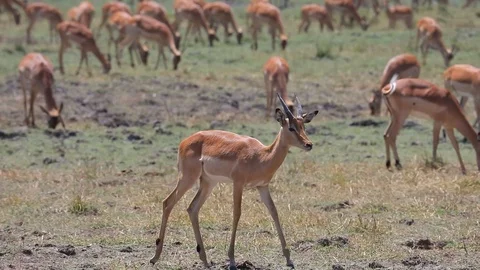 Large herd of Impalas on grass plain in Chobe National Park, Botswana Stock Footage 107284822