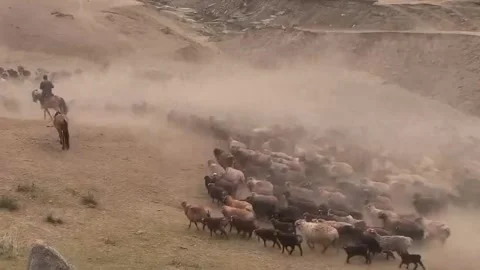 Large Herd of Livestock Migrating Across Dusty Arid Landscape in Xinjiang, Stock Footage 337857252