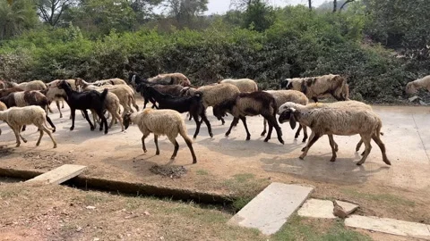 Large herd of mixed sheep and goats walking along a rural road Stock-Footage 328156452