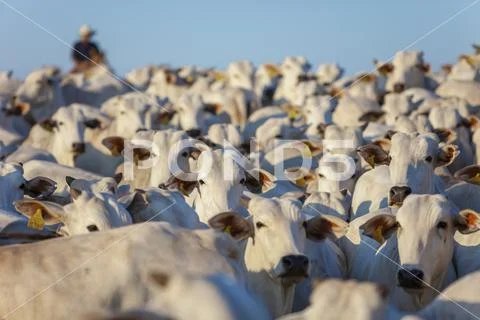 Large herd of Nellore cattle on the farm, cows and steers Stock Photos