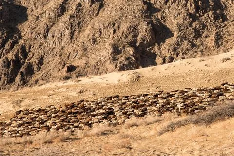 A large herd of rams returns from pasture in arid area of central asia Stock Photos