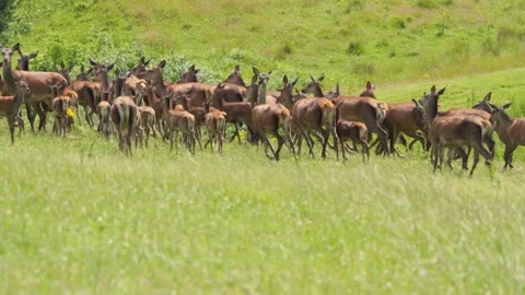 Large herd of red deer running freely in green meadow 스톡 동영상 338232062