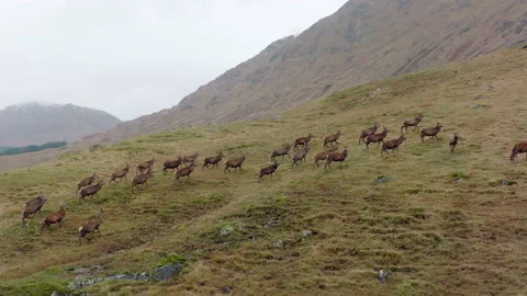 A Large Herd of Red Deer Stags in the Scottish Highlands Stock Footage 170567105