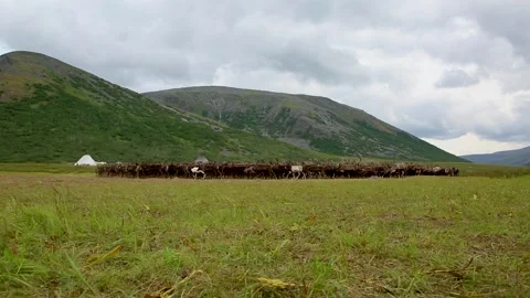 Large herd of reindeers in summer day, Yamal, Russia Stock Footage 304819001