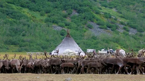 Large herd of reindeers in summer day, Yamal, Russia Stock Footage 304819022
