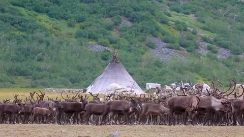Large herd of reindeers in summer day, Yamal, Russia Stock Footage 304819040
