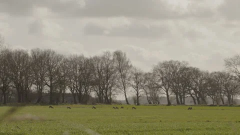 Large herd of roe deer grazing along a row of bare trees. 4K 60fps. Vídeos de archivo 334036691