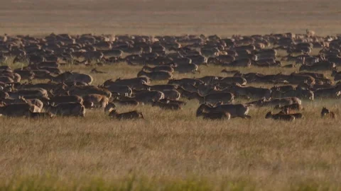 A large herd of saigas migrates in one direction Stock Footage 269069435