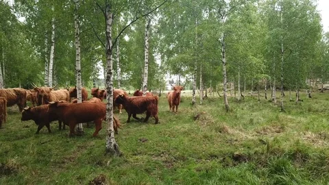 Large herd of Scottish cows runs away into forest Stock Footage 100961740