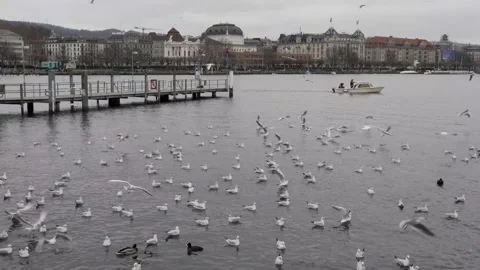 A large herd of seagulls taking off from a lake in Zurich, Switzerland. Stock Footage 139649363