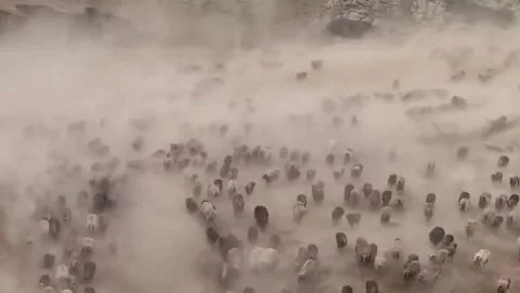 Large Herd of Sheep and Cattle Migrating Through Dusty Terrain in Xinjiang, 動画素材 337857686