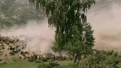 A Large Herd of Sheep and Goats Migrating Across Dusty Terrain in Xinjiang, 動画素材 337857357