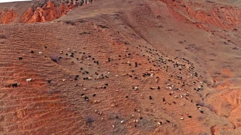 Large herd of sheep and goats grazing on a dry, arid hillside in a vast Stock Footage 343696337
