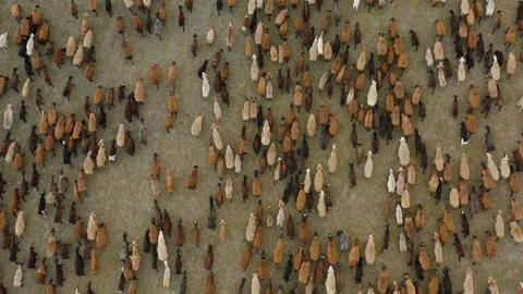 Large herd of sheep and lambs grazing on meadow, drone shot Stock Footage 165650323
