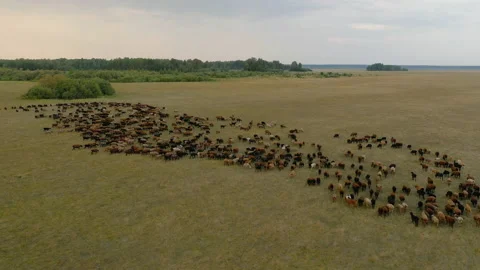 Large herd of sheep and lambs grazing on meadow, drone shot Stock Footage 165871976