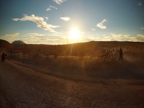 A large herd of sheep and two shepherds raise a cloud of dust in the rays of Stock Footage 77882784
