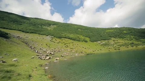 A large herd of sheep graze on the slope of the Carpathian Mountains near the Stock Footage 85034318