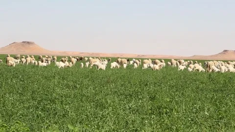 A large herd of sheep grazes peacefully in a lush green field on a sunny day 스톡 동영상 318831595