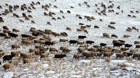 Large herd of sheep grazes on steep mountain slope, stones are covered with snow Stock Footage 128978232