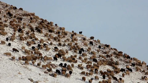 Large herd of sheep grazes on steep mountain slope, livestock, self-grazing Stock Footage 128978580