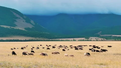 Large herd of sheep grazing in the golden meadow. Rams in the pasture in the Stock-Footage 201250554
