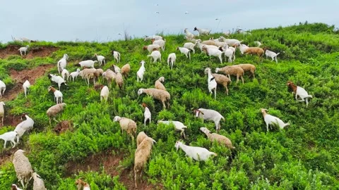 Large Herd of Sheep Grazing on Lush Green Hillside Pasture Stock Footage 342237047