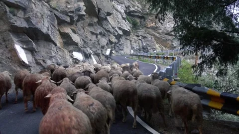Large Herd of Sheep Grazing in Mountain Valley Stock Footage 316892424