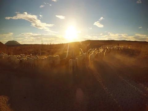 A large herd of sheep raises a cloud of dust in the rays of sunset at a fence in Stock Footage 77882739