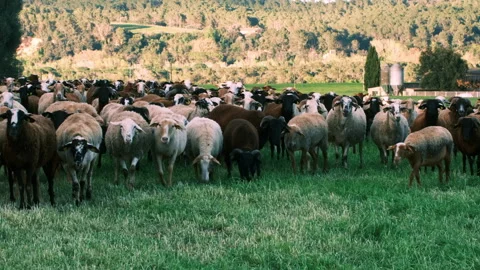 Large herd of sheep walking through a green meadow near Girona Stock Footage 331954243