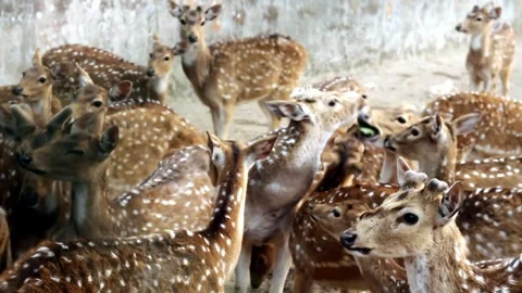 A large herd of spotted chital deer gathers closely together Stock Footage 324968738