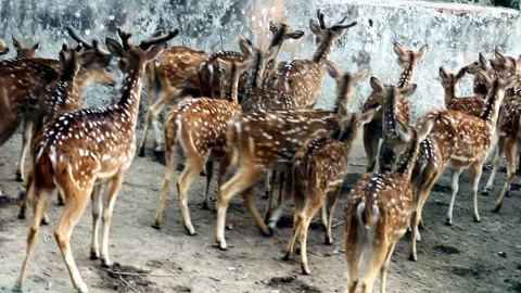 A large herd of spotted chital deer stands together in an enclosure with pale Stock Footage 324978144