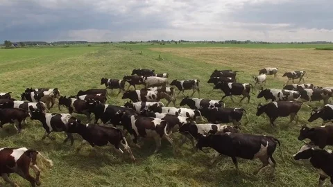 Large herd of spotted cows run green field pasture blue sky clouds Aerial drone Video stock 80531544