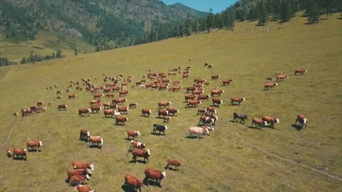 Large herd of spotted cows run in the green field pasture. Aerial drone footage Vidéo 253742845