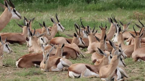 A large herd of springbok resting Stock-Footage 332589142