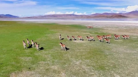 Large Herd of Tibetan Wild Asses in a Pristine Plateau Landscape Tibet China Stock Footage 346737509