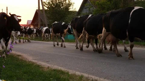 A large herd of village cows Stock Footage 169322670