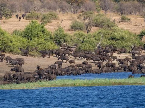 Large herd of water buffalos drinking from Chobe River, Chobe NP, Botswana Stock Photos