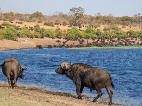 Large herd of water buffalos drinking from Chobe River with two animals in Stock Photos