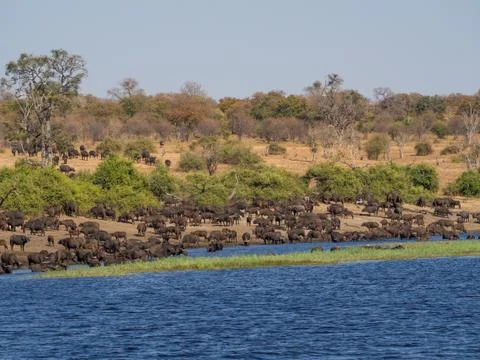 Large herd of water buffalos drinking from Chobe River, Chobe NP, Botswana Stock Photos