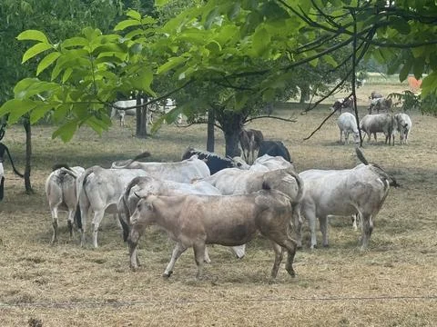 Large Herd of White Cattle Resting on Pasture Under Trees. Fotos Stock