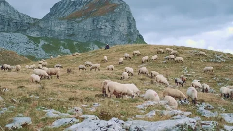 Large herd of white sheep grazing on rocky hillside in Durmitor Video stock 342728536
