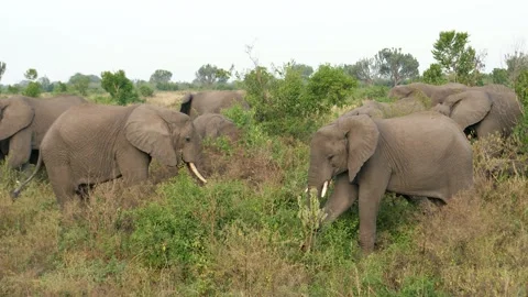 Large herd of wild african elephants grazing in the savannah 库存影片 338108766