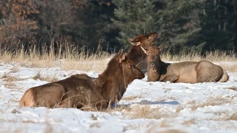 Large herd of wild elk, also known as wapiti resting in the snow Stock Footage 197660851