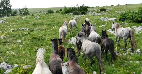 Large herd of wild horses galloping quickly running across a field of green Stock Footage 245814031
