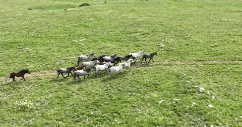 Large herd of wild horses galloping quickly running across a field of green Stock Footage 245814336