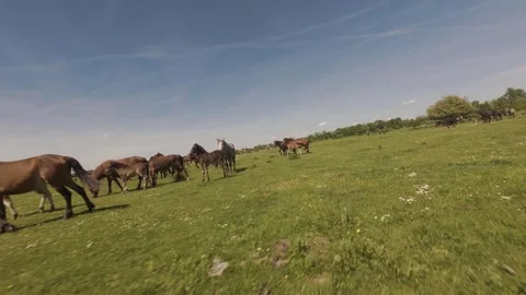 A large herd of wild horses grazing on a vast green meadow. Stock Footage 335353673