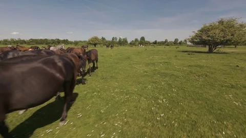 A large herd of wild horses grazing on a vast green meadow. Stock Footage 335353733
